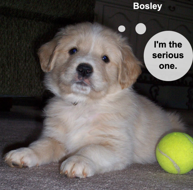 8 week old golden retriever puppy pictures. Kelly#39;s Golden Retriever had